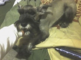 Bruno
